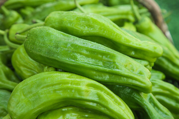 Fresh Green Tiger Skin Peppers - Wrinkled Hunan Vegetable Chili Peppers for Asian Cooking