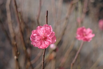 pink flowers in the garden, red flowers, Spring, cherry blossom
