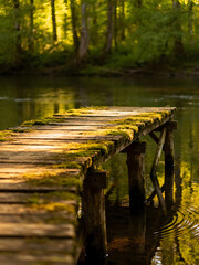 wooden bridge in autumn forest