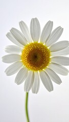 A beautiful single white daisy flower with a yellow center, captured in macro closeup against a green nature background, symbolizing spring and summer beauty