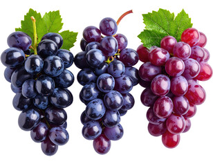 Fototapeta premium Three bunches of grapes, deep purple and red