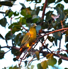 Birds on tree