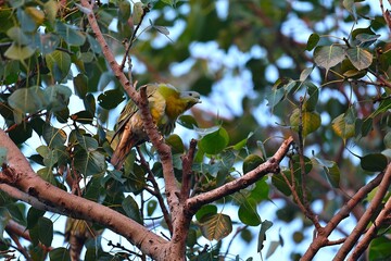 Birds on tree