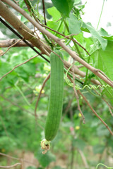 Fresh Loofah Gourd Growing on Vine in Organic Garden - Natural Sponge Plant for Skincare and Bath Products