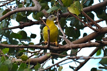 Birds on tree