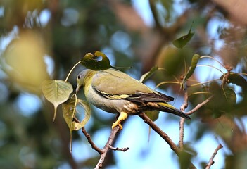 Birds on tree