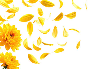 Yellow flower petals scattered (1)
