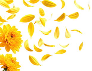 Yellow flower petals scattered (1)