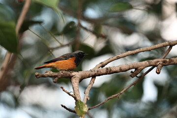 Birds on tree