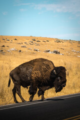 buffalo in the desert