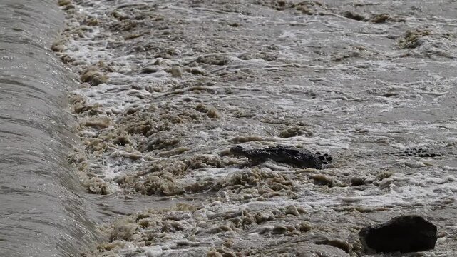 Big saltwater estuarine crocodile, Crocodylus porosus, lurking in shallow murky water of Cahills crossing waiting for Barramundi near Kakadu national park, Arnhemland, Northern Territory, Australia.