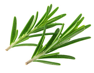 Obraz premium Fresh rosemary sprigs against black background