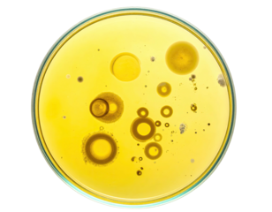 Petri dish with various circular formations