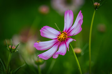 雨上がりの緑の中に咲くピンクのコスモスの花