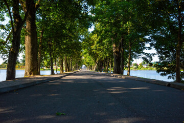 road in a park with trees natural lights