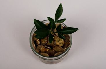 A jar of coins with a plant sprouting upwards symbolizing financial growth, investment, and saving money. Concept of wealth and success with a g