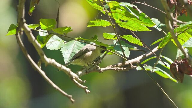Marsh Tit Pecks and Breaks a Dry Branch for Nesting Material in the Forest