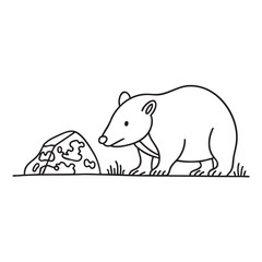 Obraz premium A wombat near a rock with lichen growing on its surface