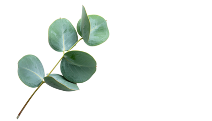 Close-up of a eucalyptus branch with soft focus