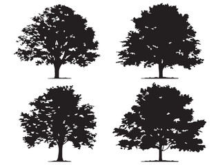 Forest Hickory Tree Silhouette Design in Beautiful 2D Vector Line Art