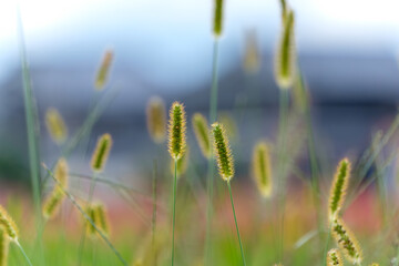 青空を背景に立つエノコログサの群生