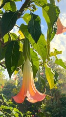 Closeup of a Peachy Angels Trumpet Flower.