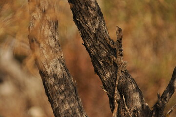 Lizard camouflaged on a tree trunk in a dry forest during late afternoon hours