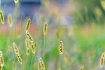 明るい光に包まれたエノコログサの穂のマクロ写真