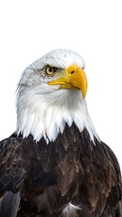 Obraz premium Close-up eagle portrait (2)