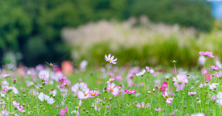 緑の草原に咲く初秋のコスモス畑 © Kazutaka