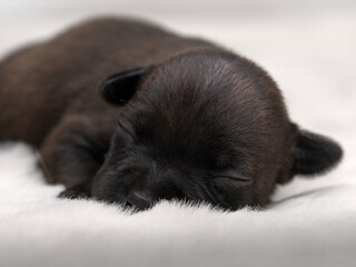 Newborn Black Puppy Asleep — Front Close-Up on Fluffy White Fur