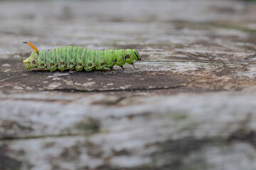The Convolvulus Hawk-moth, macro photography of the caterpillar (Agrius convolvuli)