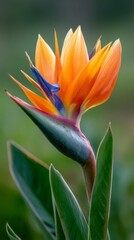 Obraz premium Vibrant bird of paradise flower displaying bright colors and exotic shape in a lush garden setting