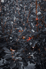 Moody Closeup of Apples on a Tree