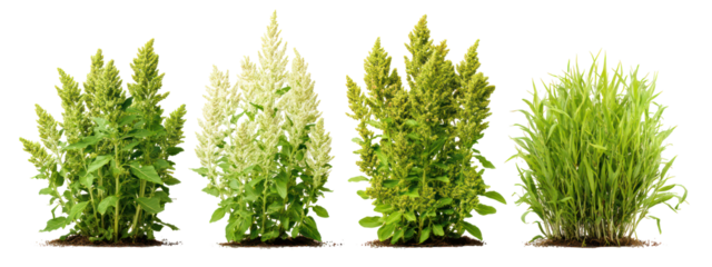Four sets of quinoa plants, buckwheat plants, teff plants, and amaranth plants side by side on transparent background