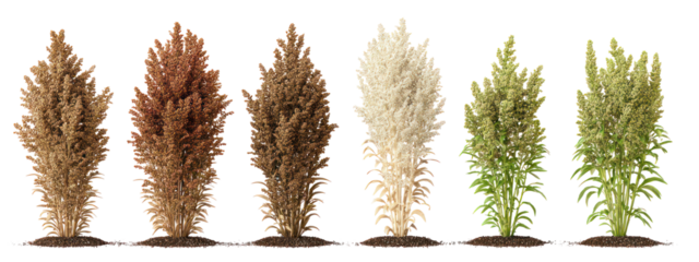 Sets of rye plants showing seedling, vegetative, and flowering stages on transparent background