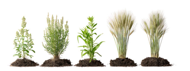 Sets of rye plants showing seedling, vegetative, and flowering stages on transparent background