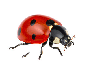 Naklejka premium Ladybug isolate on white background