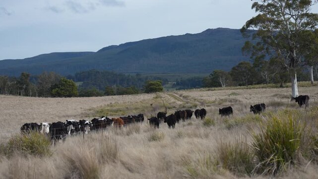 Close up of Stud Beef bulls and cows grazing on grass in a field, in Australia. eating hay and silage. breeds include speckled park, murray grey, angus, brangus and wagyu.	
