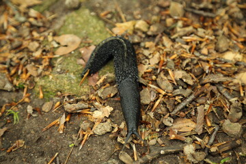 Terrestrial locomotion of Arion ater on forest detritus layer