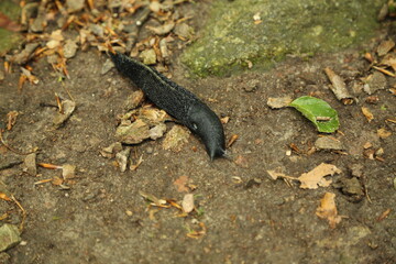 Arion ater crawling across compacted soil substrate