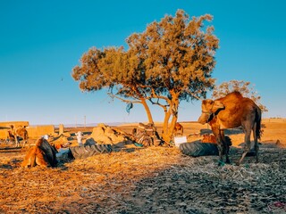 Camels in the desert © Cat