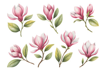 Magnolia watercolor flower illustrations. Pink magnolia flowers, buds, and green leaves for elegant spring decor. © Joydeb