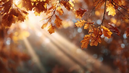 Warm autumn sunlight beams through vibrant golden-brown oak leaves on branches, creating a serene atmosphere