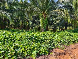Mucuna bracteata plants around oil palm trees	