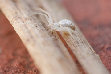 Araña Cangrejo (Misumenops sp)