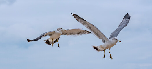 Two Seagulls in Flight against Clear Blue Sky