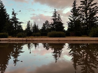 Bushes, spruce trees, a hedge, and pines against the backdrop of a pink-blue sky are reflected in a city puddle
