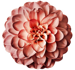 Dahlia flower. Flower isolated on the black background. Close-up. Nature.	