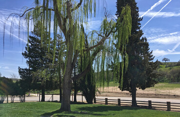 Rural central California in springtime